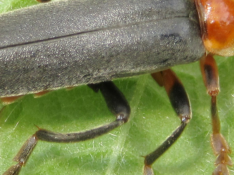 Cantharidae: Cantharis sp. (nigricans o pellucida)